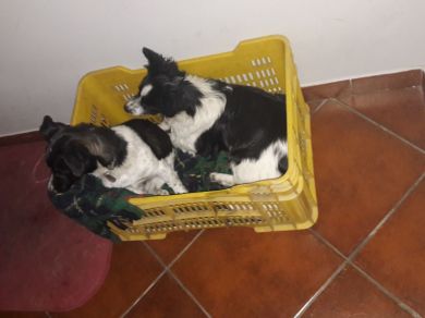 Clio e Cleo 