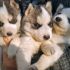 Splendidi cuccioli di Syberian Husky