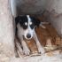 URGENTE!LUCKY MIX CANE DA CACCIA