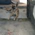 KETTY, MIX PASTORE BELGA MALINOIS