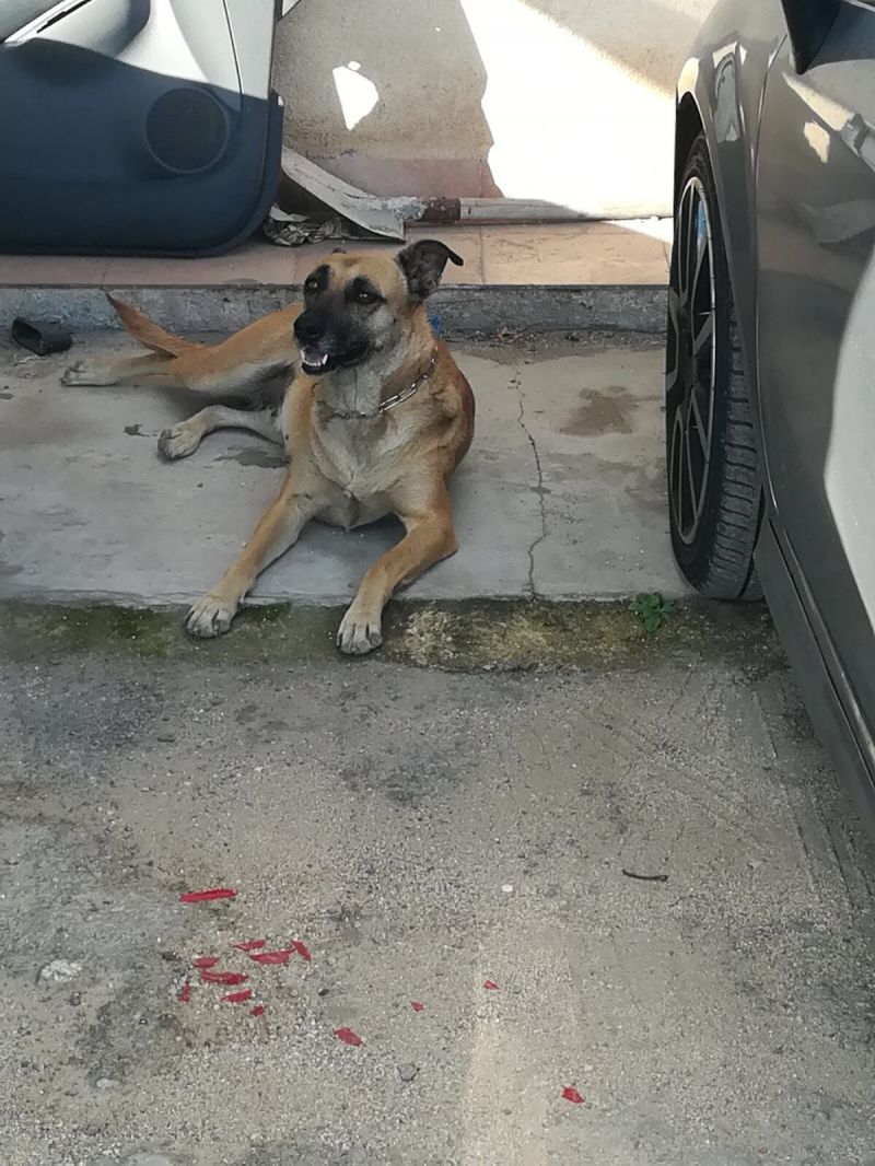 KETTY, MIX PASTORE BELGA MALINOIS