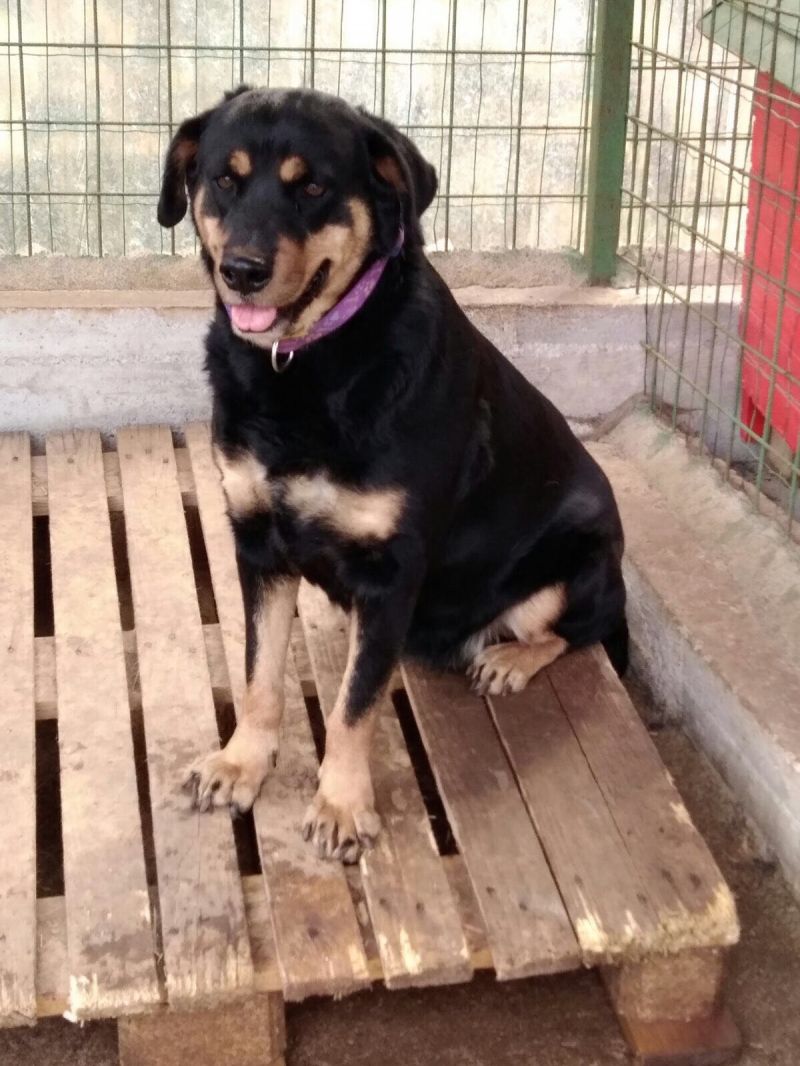 OFELIA, MERAVIGLIOSA SIMIL ROTTWEILER