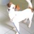 CHANEL, MERAVIGLIOSA MIX JACK RUSSELL!