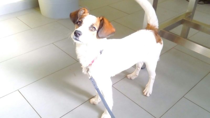 CHANEL, MERAVIGLIOSA MIX JACK RUSSELL!