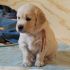 cuccioli di Golden Retriever