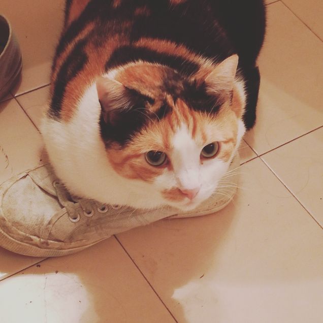 Polpetta e la passione per le scarpe 