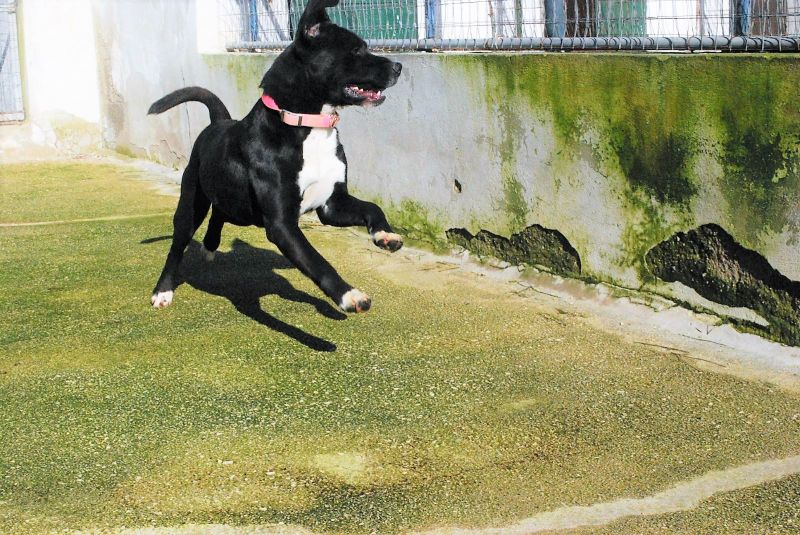 Robin, cucciolone amstaff