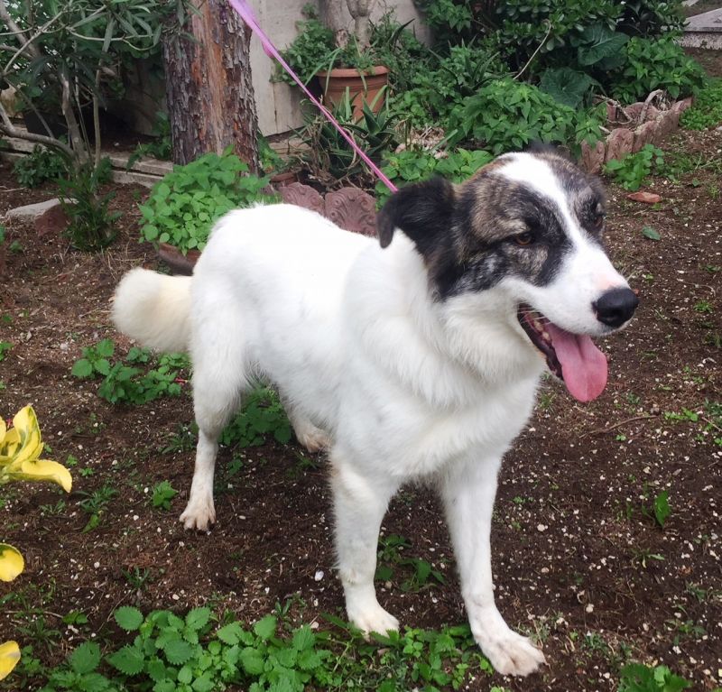 Marlene simil border collie