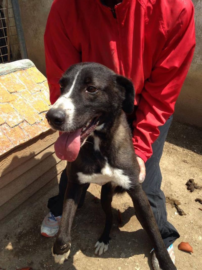 Albert, il cane perfetto