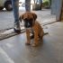 Melissa, una cucciola disimil boxer