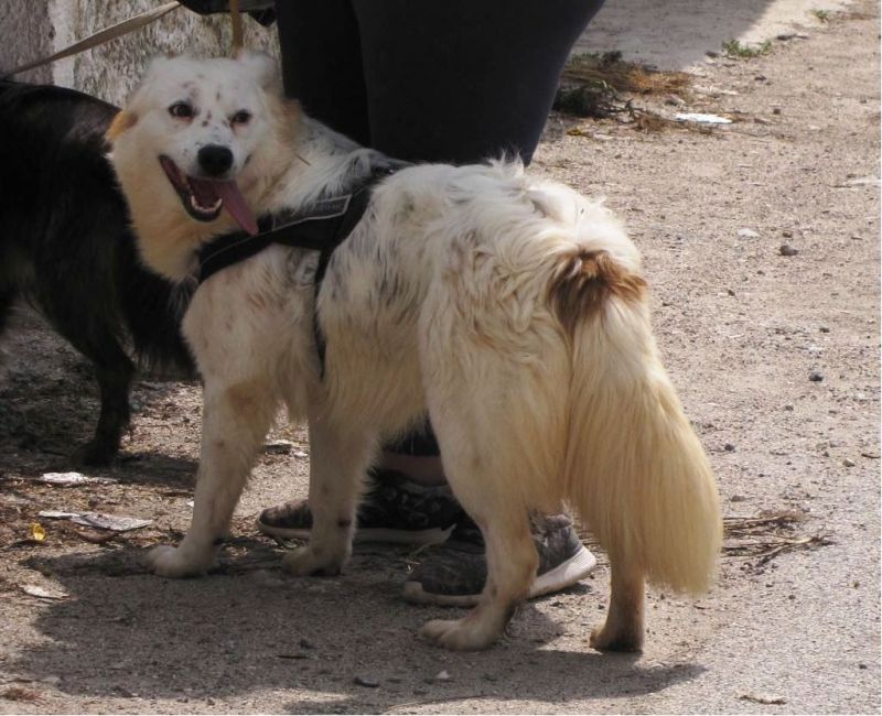 Smile, bella simil setter