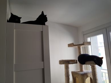 Maomao, Romeo, Calimero