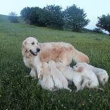 Cucciolata GOLDEN RETRIEVER 2016 