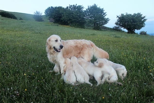 Cucciolata Golden Retriever 2016 