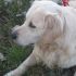 Cerco Golden Retriever Maschio per Accoppiamento  