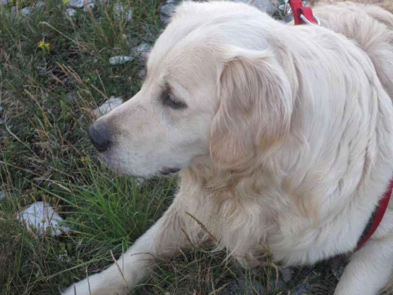 Cerco Golden Retriever Maschio per Accoppiamento  