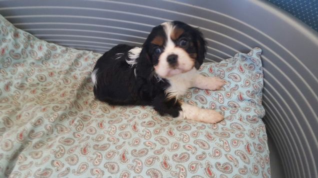 A distanza di un anno sei cresciuto tantissimo