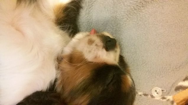 a pochi mesi dalla nascita