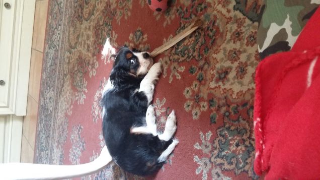 ogni tanto bisogna far anche qualche danno