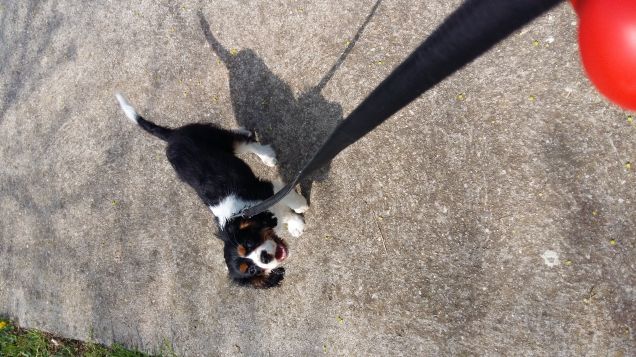 ma che bello passeggiare