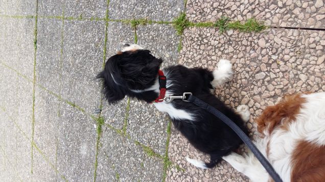 ma che bello passeggiare