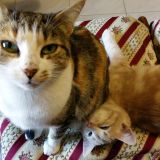 Picio e la sua Pallina