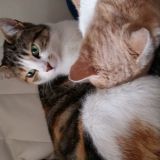 Picio sempre con la Pallina