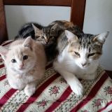 Picio  con la famiglia