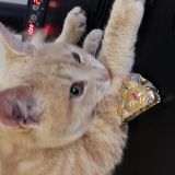 Picio e il  formaggino 