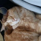 Picio amante degli occhiali