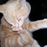 Picio in fase di restauro