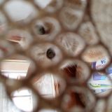 Picio gioca a nascondino