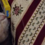 Picio e i formaggini