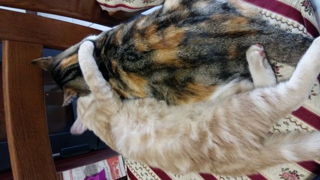 Picio e la sua mamma