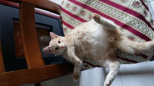 Picio sempre in relax