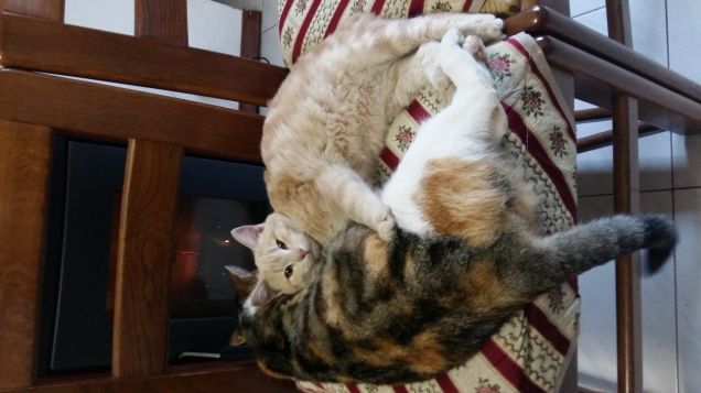 Picio in posa x la foto