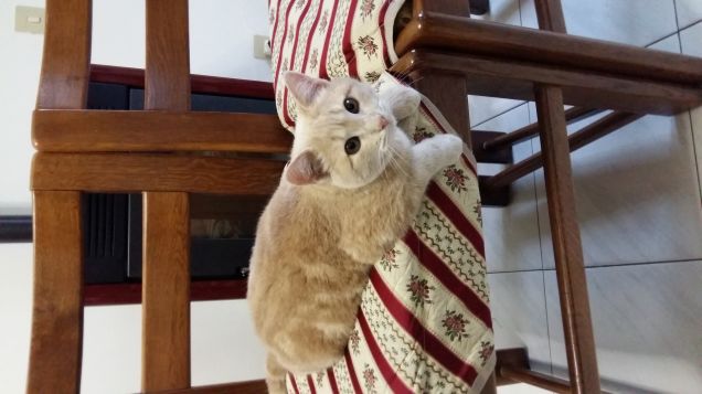 Picio in posa da modello