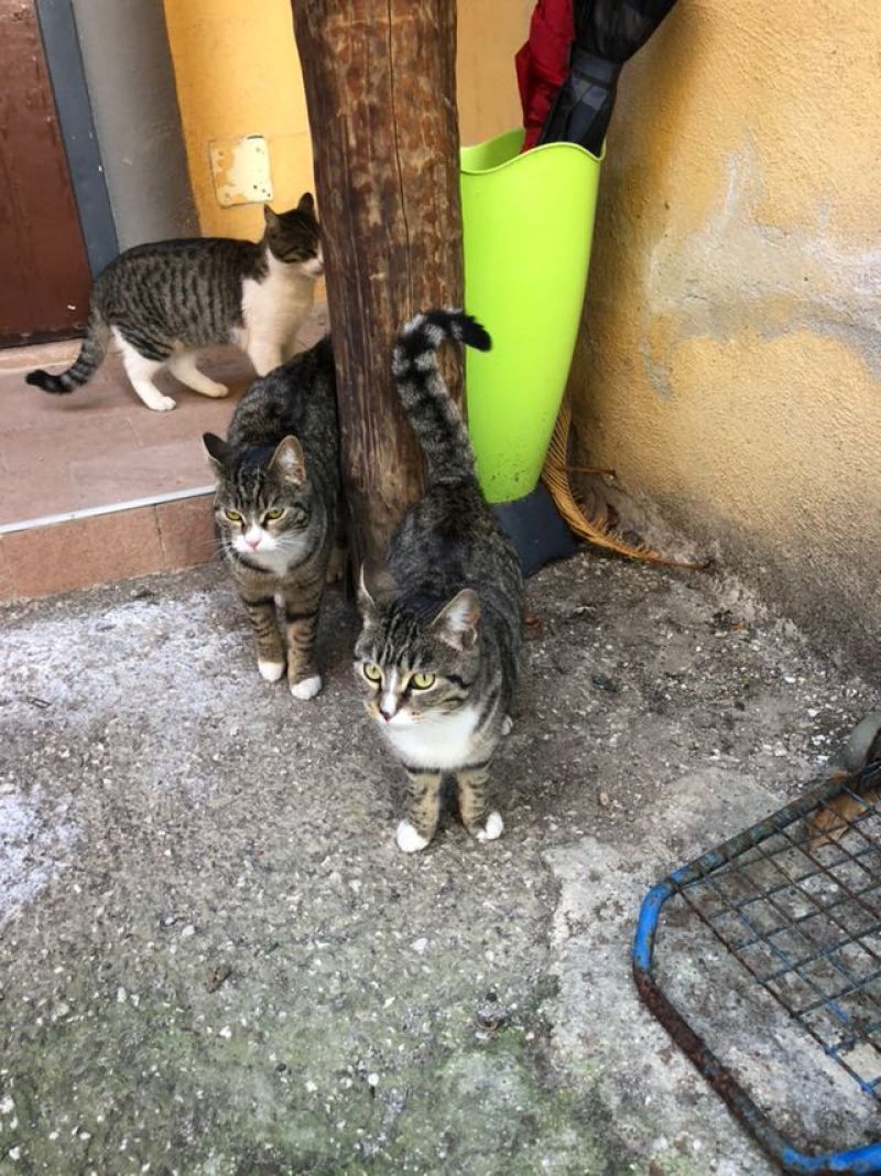 Gatti, 7 mesi, femmina