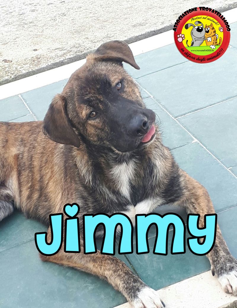 Jimmy, 8 mesi, taglia media, maschio
