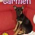 Carmen, 5 mesi, taglia media, femmina, cucciolo