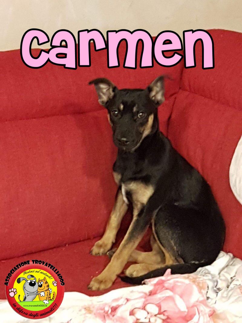 Carmen, 5 mesi, taglia media, femmina, cucciolo