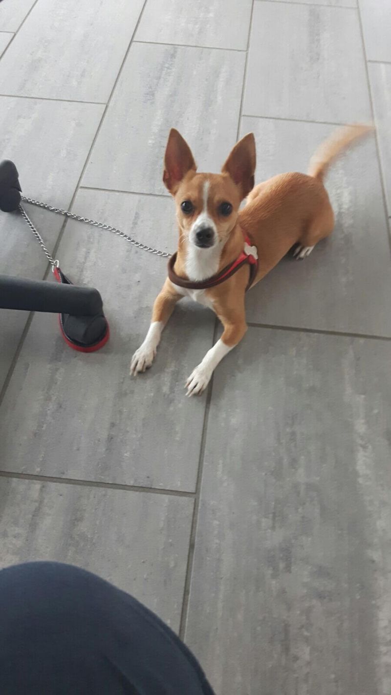 Vasco, 5kg, 3 anni, taglia piccola, maschio