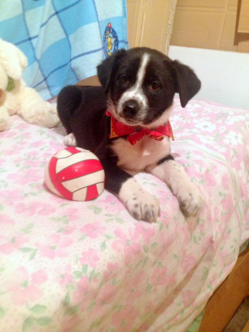 Regalo Adwin, 3 mesi, maschio, taglia media, cucciolo