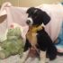 Regalo Mirk, 3 mesi, taglia media, maschio, cucciolo