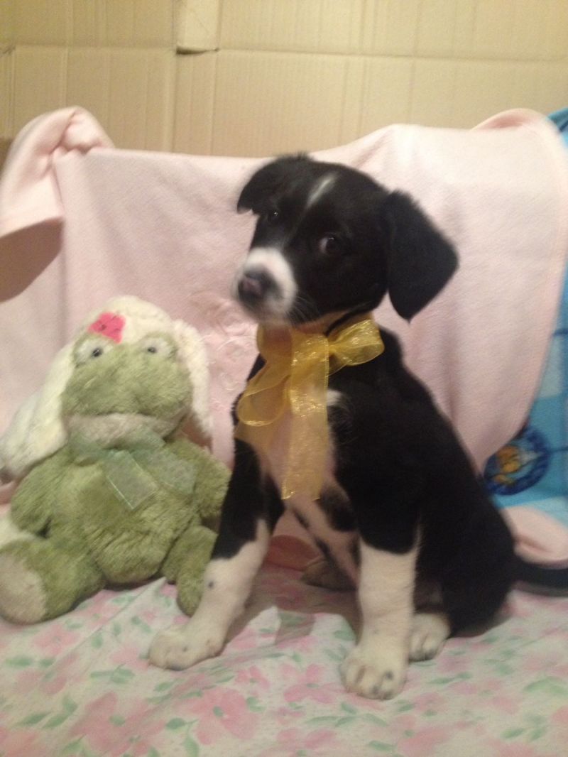 Regalo Mirk, 3 mesi, taglia media, maschio, cucciolo