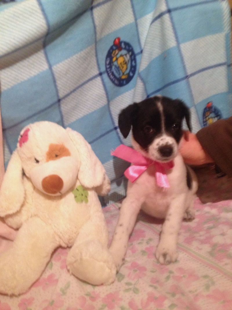 Regalo Nataly, 3 mesi, taglia media, femmina, cucciolo