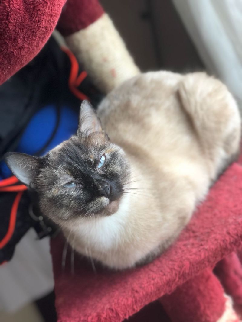 Katty, gatta siamese, 5anni, sterilizzata, femmina