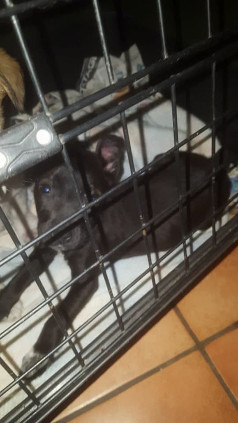  Regalo  Cucciolo 2 mesi futura taglia piccola 