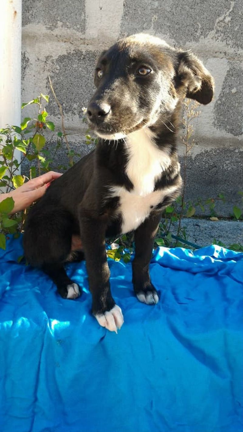 Regalo Cucciolo Maschio 4 mesi futura taglia medio