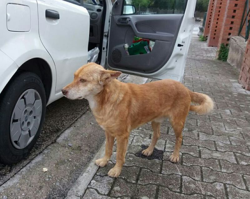 Regalo cane  12-13 kg. 